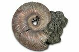 Iridescent, Pyritized Ammonite (Quenstedticeras) Fossil - Russia #336204-1
